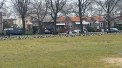 Branta bernicla