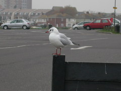 Chroicocephalus ridibundus