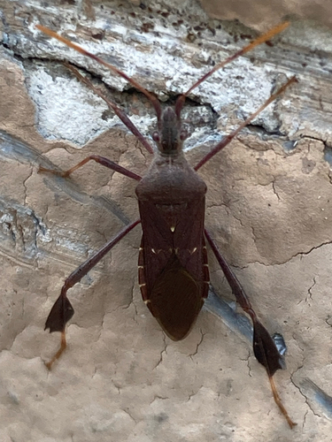Leptoglossus oppositus