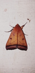 Ophiusini