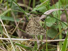 Evergestis frumentalis