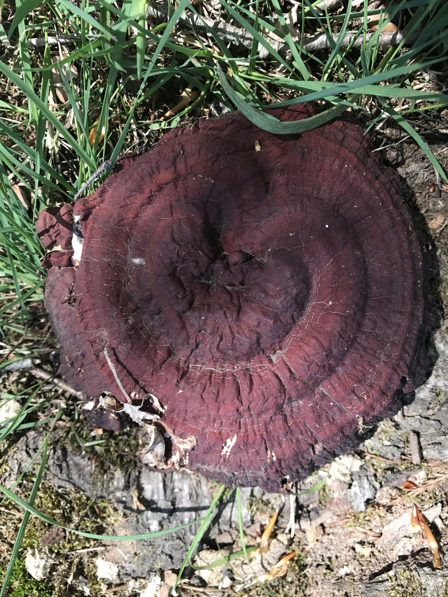 Ganoderma sessile image