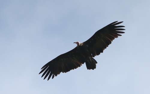 Hooded Vulture