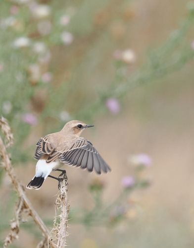 Northern Wheatear