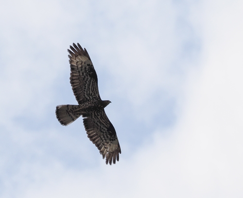 European Honey-buzzard