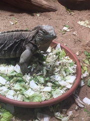 Cyclura