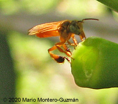 Tetragona ziegleri