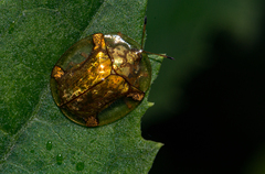 Aspidimorpha quadriremis