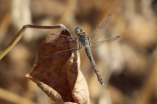 Keeled Skimmer