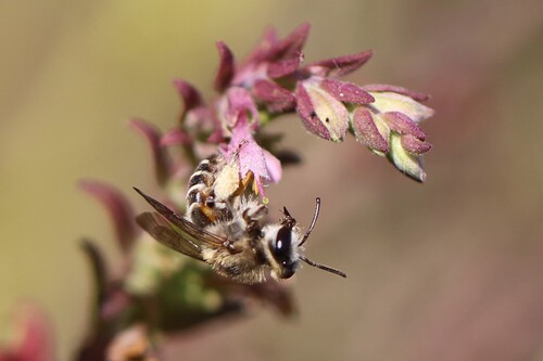 Red Bartsia Blunt-horn