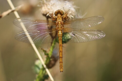 Keeled Skimmer