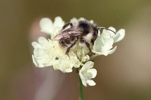 Shrill Carder-Bumble bee