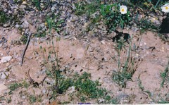 Phleum bertolonii