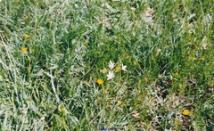 Ornithogalum baeticum