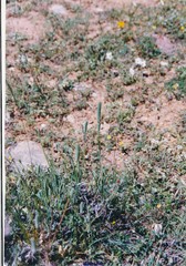 Phleum pratense bertolonii