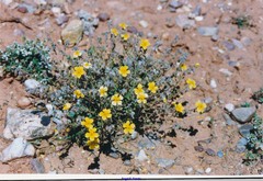 Helianthemum hirtum