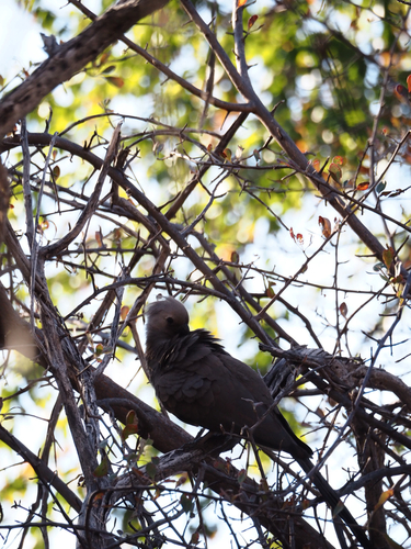 Grey Go-away-bird
