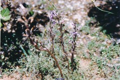 Limodorum trabutianum