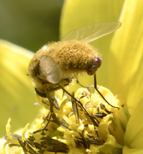 Aster Bee Fly photo 2