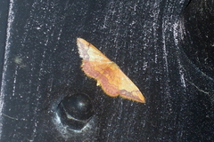 Idaea ostrinaria
