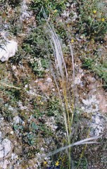 Stipa atlantica