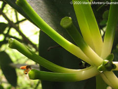 Tetragona ziegleri