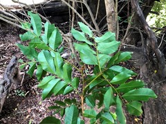 Pararchidendron pruinosum