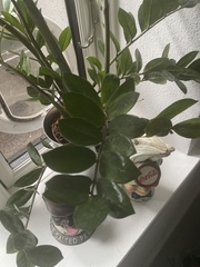 Zamioculcas
