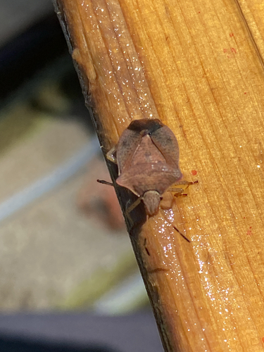 Brown Stink Bug