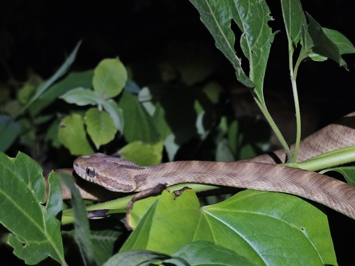 Forsten's Cat Snake