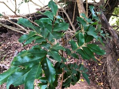 Pararchidendron pruinosum