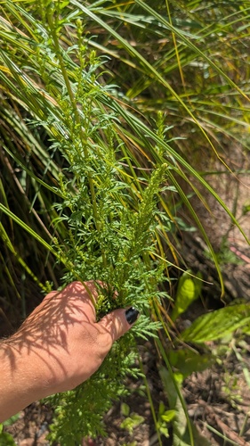 Artemisia biennis, photograph 2