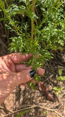 Artemisia biennis, photograph author not stated, no rights reserved