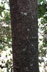 Pararchidendron pruinosum