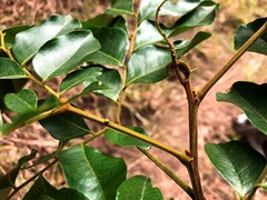 Pararchidendron pruinosum