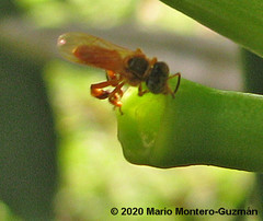 Tetragona ziegleri