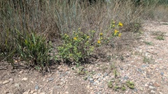 Grindelia subalpina, photograph author not stated, no rights reserved