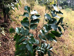 Pararchidendron pruinosum