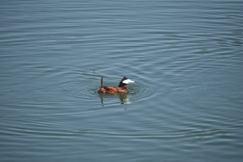 iNaturalist observation photo of Ruddy Duck