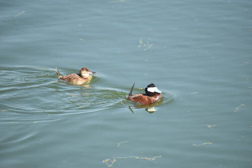 iNaturalist observation photo of Ruddy Duck