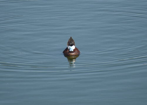 iNaturalist observation photo of Ruddy Duck