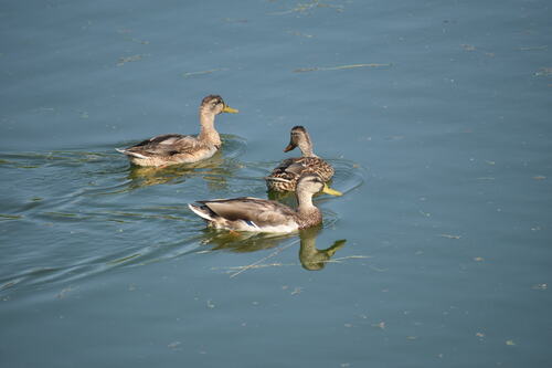 iNaturalist observation photo of Mallard