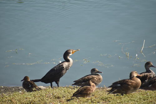 iNaturalist observation photo of Double-crested Cormorant
