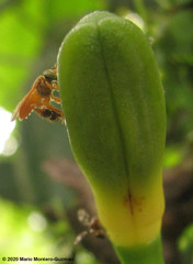 Tetragona ziegleri