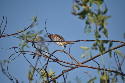iNaturalist observation photo of Scaly-breasted Munia