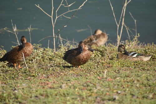 iNaturalist observation photo of Cinnamon Teal