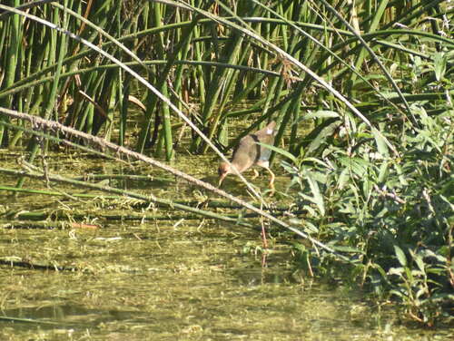 iNaturalist observation photo of Purple Gallinule