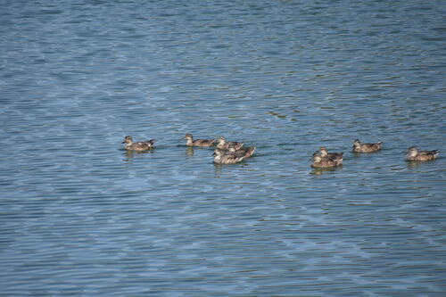 iNaturalist observation photo of Gadwall