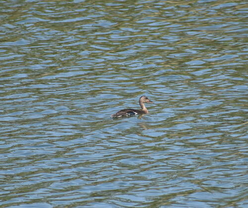 iNaturalist observation photo of Mallard