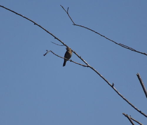 iNaturalist observation photo of Perching Birds